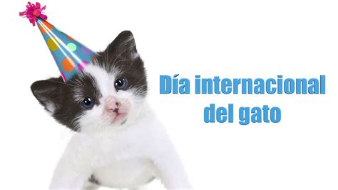 día internacional del gato 2023
